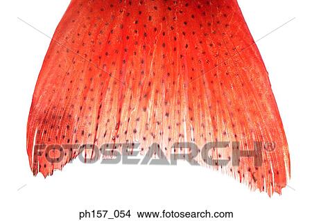 Red, spotted fish tail View Large Photo Image Picture - Red, spotted fish tail. Fotosearch