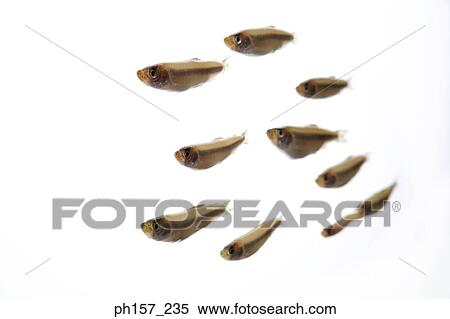 Small fish View Large Photo Image Stock Photography - Small fish. Fotosearch