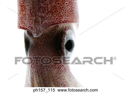 Squid, close-up View Large Photo Image Stock Photography - Squid, close-up. Fotosearch