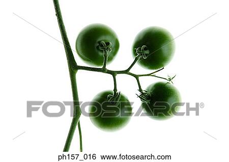 Stock Photograph - Studio shot of four tomatoes. Fotosearch