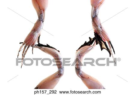 Two pairs of frogs' legs, close-up View Large Photo Image Stock Image - Two pairs of frogs' legs, close-up. Fotosearch