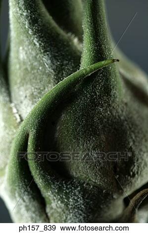 Airplant, close-up View Large Photo Image Stock Photo - Airplant, close-up. Fotosearch
