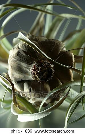 Airplant, close-up View Large Photo Image Stock Photograph - Airplant, close-up. Fotosearch
