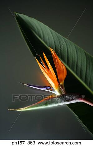 Birds of Paradise plant View Large Photo Image Stock Image - Birds of Paradise plant. Fotosearch