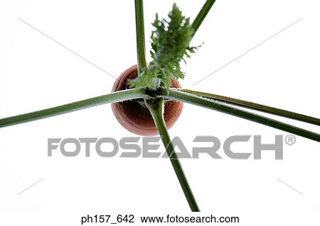 Stock Image - Carrot, top view. Fotosearch