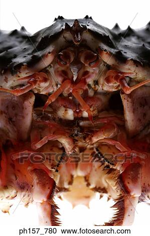 Crab, close-up View Large Photo Image Stock Image - Crab, close-up. Fotosearch