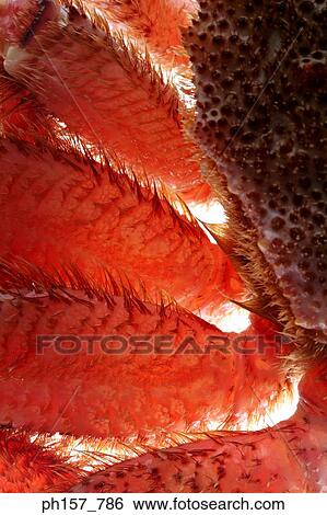 Stock Photograph - Crab, close-up. Fotosearch