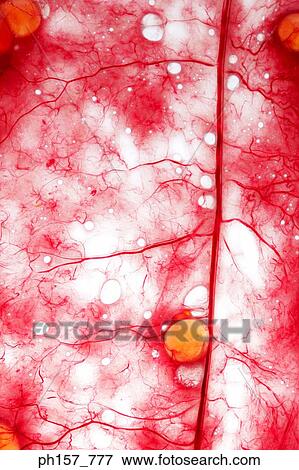 Stock Photo - Fish roe. Fotosearch