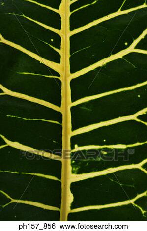 Leaf, close-up View Large Photo Image Stock Photograph - Leaf, close-up. Fotosearch