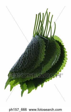 Stock Photograph - Leaves. Fotosearch