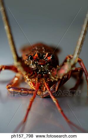 Lobster, close-up View Large Photo Image Stock Photo - Lobster, close-up. Fotosearch