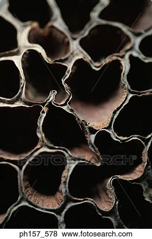 Lotus, close-up View Large Photo Image Stock Photo - Lotus, close-up. Fotosearch