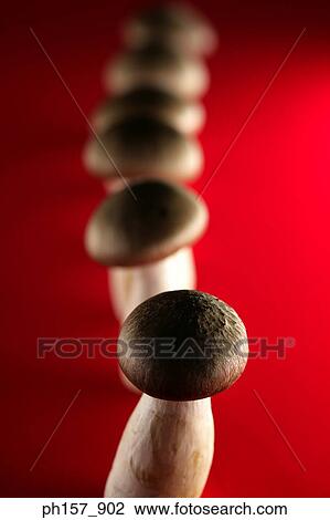 Mushroom on a red background View Large Photo Image Stock Image - Mushroom on a red background. Fotosearch