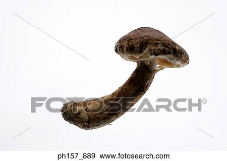 Mushroom View Large Photo Image Stock Photo - Mushroom. Fotosearch