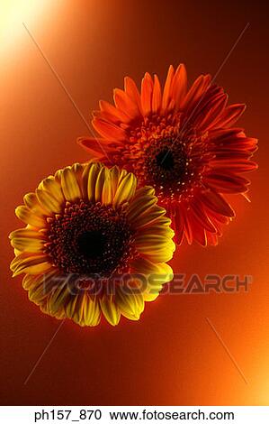 Stock Image - Orange and yellow gerbera flower. Fotosearch