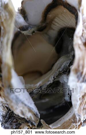 Stock Image - Oyster, close-up. Fotosearch