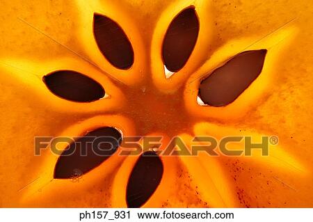 Persimmon fruit, cross section View Large Photo Image Stock Image - Persimmon fruit, cross section. Fotosearch