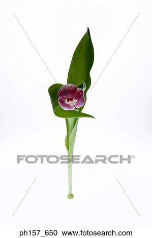 Stock Image - Pink tulip. Fotosearch