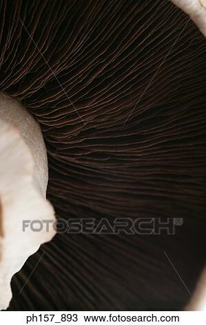 Portobelllo mushrooms, close-up View Large Photo Image Stock Image - Portobelllo mushrooms, close-up. Fotosearch