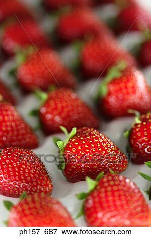 Rows of strawberry View Large Photo Image Stock Photo - Rows of strawberry. Fotosearch
