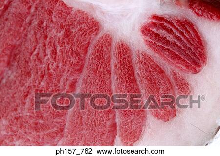 Stock Image - Tuna, close-up. Fotosearch