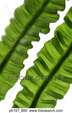 Stock Image - Two fern leaves. close-up. Fotosearch