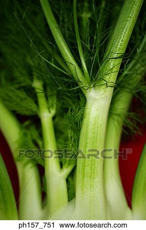 Vegetable View Large Photo Image Stock Image - Vegetable. Fotosearch