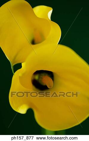 Yellow Calla Lily View Large Photo Image Stock Photo - Yellow Calla Lily. Fotosearch