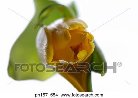 Yellow tulip View Large Photo Image Picture - Yellow tulip. Fotosearch