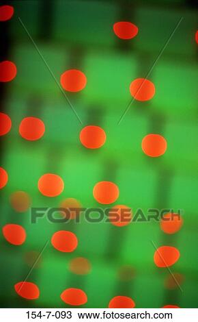 las vegas, Neon, Sign, Bright, Night, Life, Focus View Large Photo Image Stock Image - las vegas, Neon, Sign, Bright, Night, Life, Focus. Fotosearch