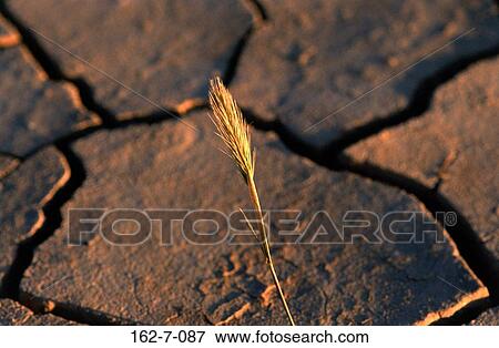Backgrounds, Cracks, Textures, Nature, Desert, Mud, Desert View Large Photo Image Stock Photo - Backgrounds, Cracks, Textures, Nature, Desert, Mud, Desert. Fotosearch