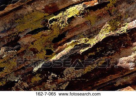 Desert, Background, Textures, Backgrounds, Earth, Rocks, Lichen View Large Photo Image Stock Photography - Desert, Background, Textures, Backgrounds, Earth, Rocks, Lichen. Fotosearch