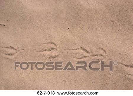 Desert, Textures, Sand, Footprint, Earth, Nature, Desert View Large Photo Image Stock Photo - Desert, Textures, Sand, Footprint, Earth, Nature, Desert. Fotosearch