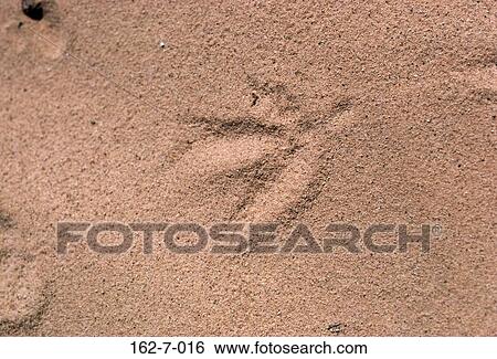 Stock Photograph - Textures, Desert, Desert, Sand, Earth, Footprint, Nature. Fotosearch