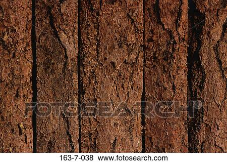 Background, Texture, Tree, Trees, Backgrounds, Textures, Rustic View Large Photo Image Stock Photo - Background, Texture, Tree, Trees, Backgrounds, Textures, Rustic. Fotosearch