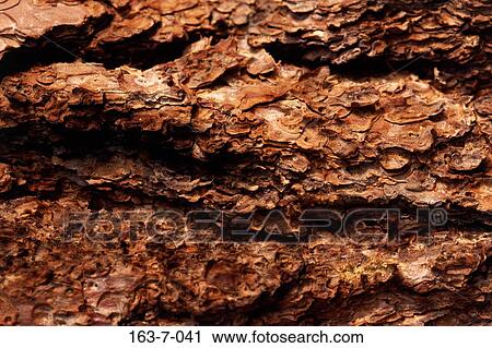 Stock Image - Background, Trees, Wood, Textures, Backgrounds, Texture, Bark. Fotosearch