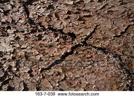 Fundo Rustico Madeira Fundos Texturas Arvore Rustico Banco De Imagem 163 7 039 Fotosearch