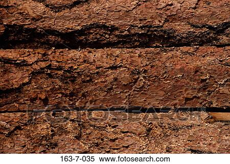 Stock Photography - Rustic, Background, Texture, Wood, Rustic, Backgrounds, Trees. Fotosearch