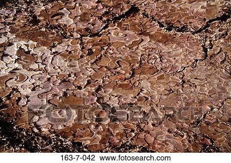 Stock Image - Texture, Trees, Tree, Background, Bark, Textures, Rustic. Fotosearch