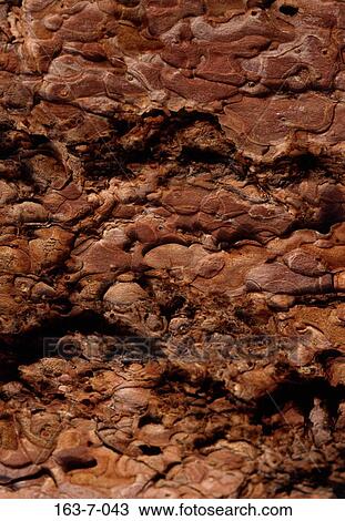 Tree, Rustic, Bark, Texture, Textures, Rustic, Background View Large Photo Image Stock Image - Tree, Rustic, Bark, Texture, Textures, Rustic, Background. Fotosearch