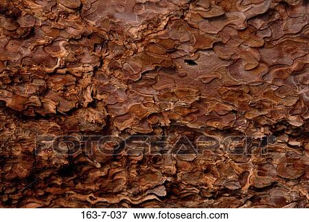 Tree, Rustic, Textures, Wood, Rustic, Texture, Background View Large Photo Image Stock Photo - Tree, Rustic, Textures, Wood, Rustic, Texture, Background. Fotosearch
