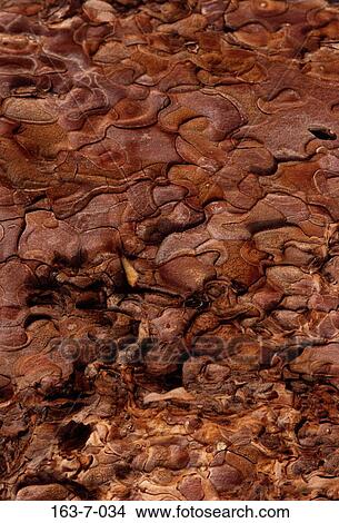 Wood, Background, Tree, Rustic, Textures, Trees, Rustic View Large Photo Image Picture - Wood, Background, Tree, Rustic, Textures, Trees, Rustic. Fotosearch