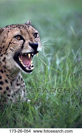 173, Shot, Growling, Mammal, Cat, Wilderness, Animals View Large Photo Image Picture - 173, Shot, Growling, Mammal, Cat, Wilderness, Animals. Fotosearch