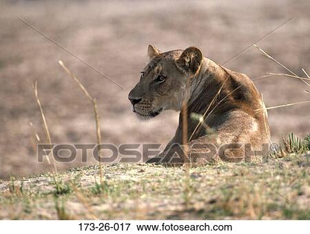 African, Mammal, Wilderness, Outdoors, Wild, Cats, Animals View Large Photo Image Stock Photo - African, Mammal, Wilderness, Outdoors, Wild, Cats, Animals. Fotosearch