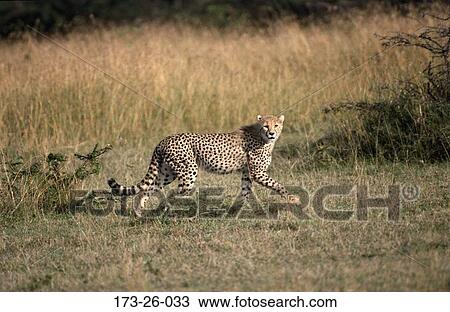 Animal, Mammal, Cheetahs, Cats, Wild, Wild, Alert View Large Photo Image Stock Image - Animal, Mammal, Cheetahs, Cats, Wild, Wild, Alert. Fotosearch