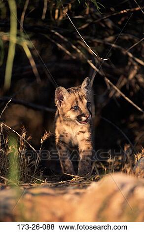 Animals, Wilderness, Mammal, Cub, Cougars, Walking, 173 View Large Photo Image Stock Photo - Animals, Wilderness, Mammal, Cub, Cougars, Walking, 173. Fotosearch