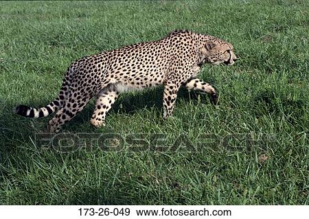 Big, Wild, Prowling, Cats, Cat, Cheetah, Alert View Large Photo Image Stock Photo - Big, Wild, Prowling, Cats, Cat, Cheetah, Alert. Fotosearch