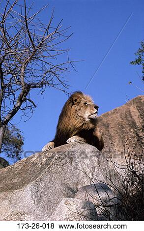 Black, Lying, Wild, Outdoors, Cats, Wilderness, Wildlife View Large Photo Image Stock Photo - Black, Lying, Wild, Outdoors, Cats, Wilderness, Wildlife. Fotosearch
