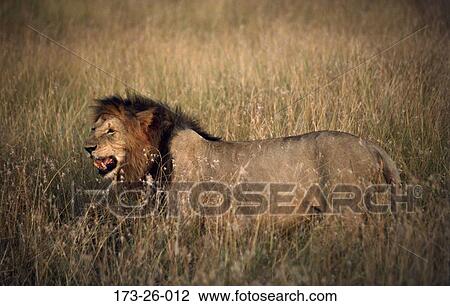 Stock Image - Black, Mane, Male, Black, Cats, Animal, Lion. Fotosearch