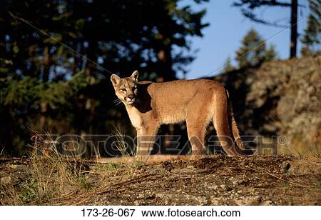 Cat, Animal, Cats, Cats, Wild, Outdoors, Wild View Large Photo Image Stock Photo - Cat, Animal, Cats, Cats, Wild, Outdoors, Wild. Fotosearch